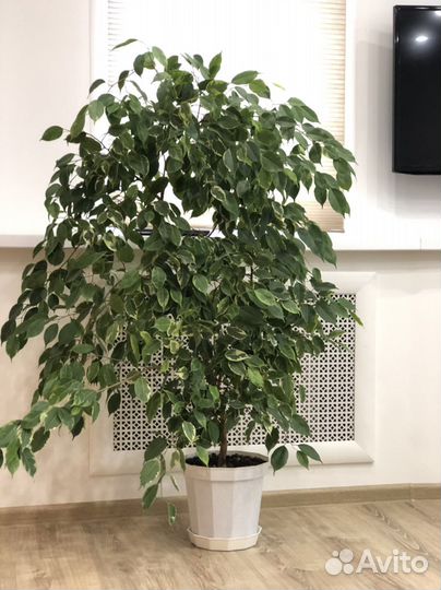 Бенджамина пестролистный