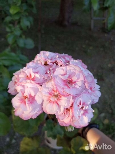 Та Гелиос пеларгония