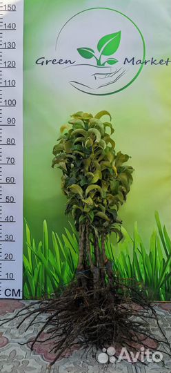 Груша колоновидная