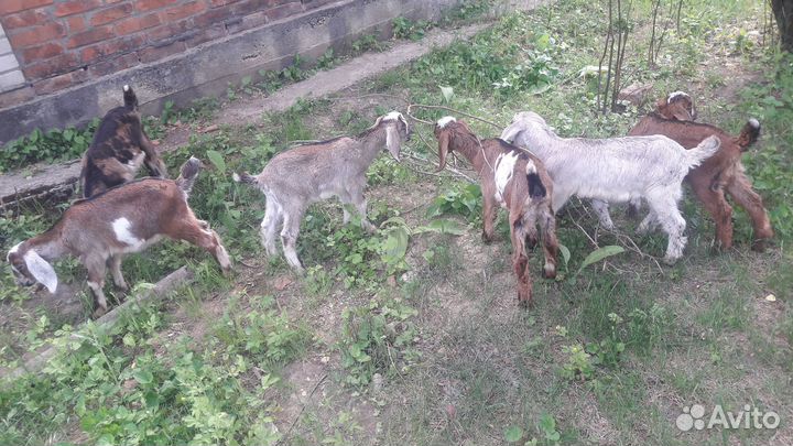Продам козлят., порода нубийцы/шами