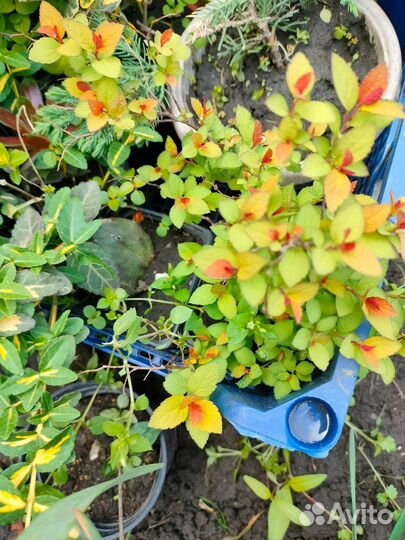 Цветы для сада