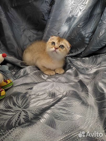 Шотландская