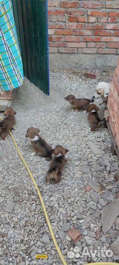 Щенки