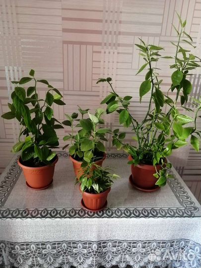 Комнатные цветы