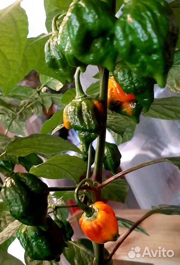 Перцы супер острые