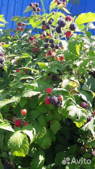Ежевика-малина