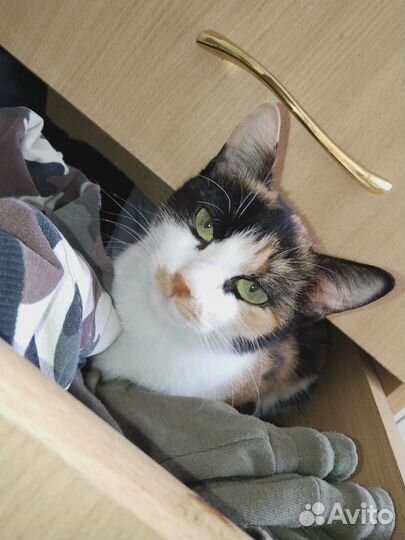 Кошечка в добрые руки