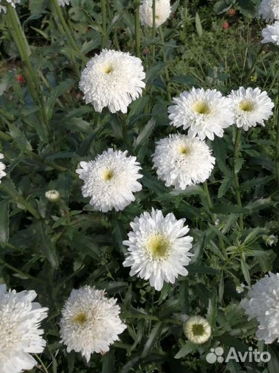 Гейхера, ромашка махровая