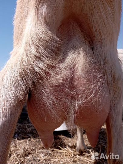 Нубийский козел, заанеесконубийская коза и козлята