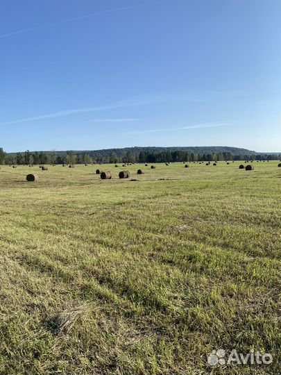 Продам сено в рулонах