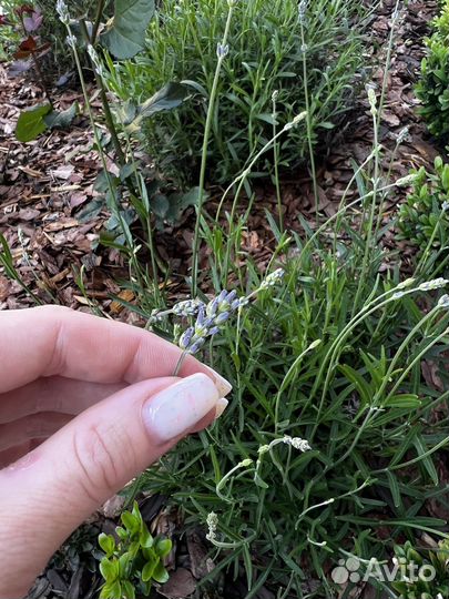 Лаванда узколистная зимостойкая