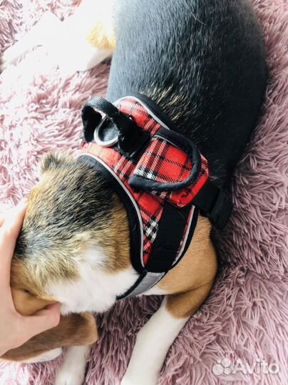 Шлейка для собаки среднего размера