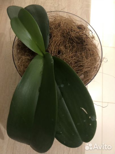 Орхидея с горшком