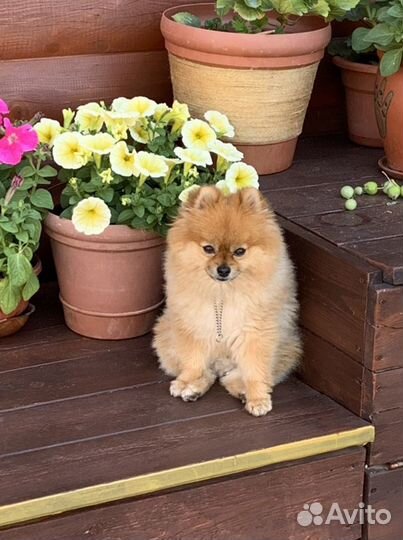 Передержка собак (частный дом)