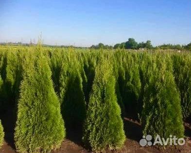 Туя смарагд оптом