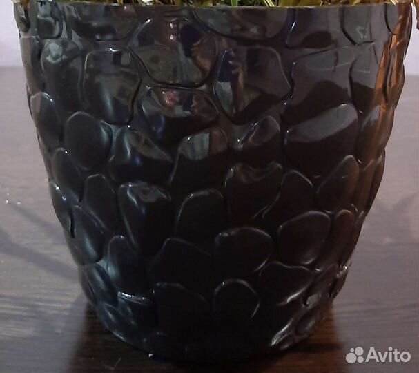 Хлорофитум, плющ канарский