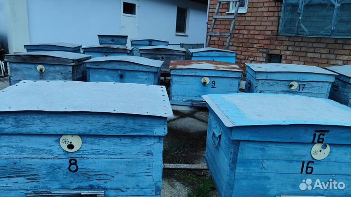 Продам пасеку с пчелами и сопутствующее товары