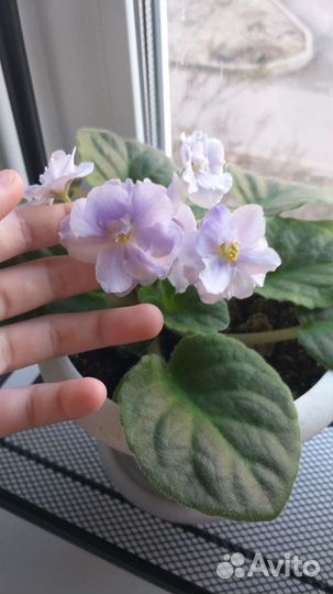 Листики фиалки для укоренения