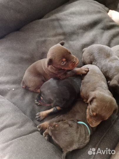 Собаки щенки Добермана