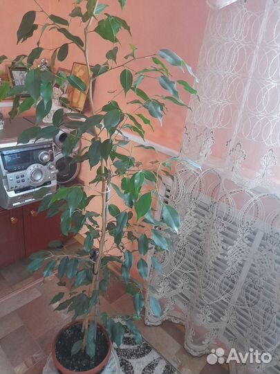 Фикус бенджамина