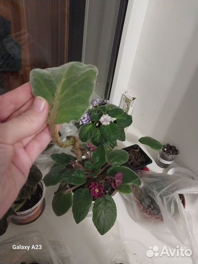 Укоренённый лист глоксинии