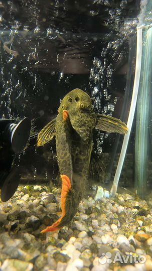 Номерной сом L600