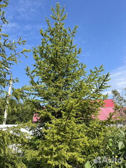 Ель сибирская