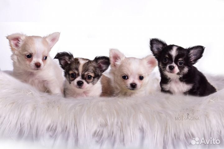 Чишки длиношерстные