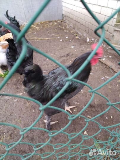 Домашние петухи