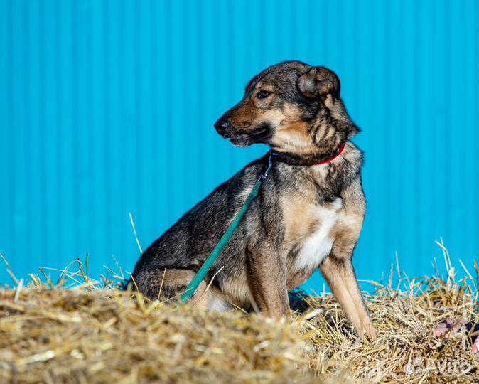 Омега собака