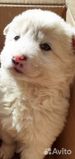 Белый щенок