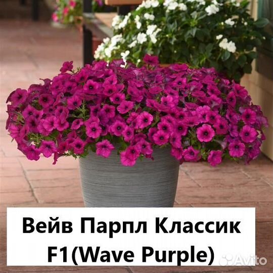 Петуния Рассада ампельной колекционной