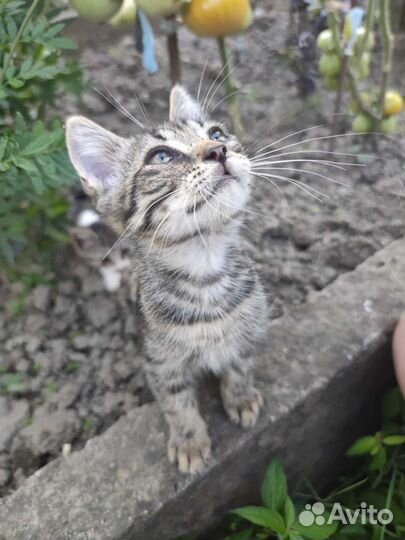 Милые Котята бесплатно