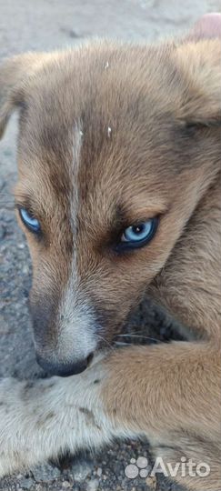 Спасите малышей