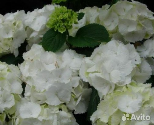 Самая эффектная гортензия