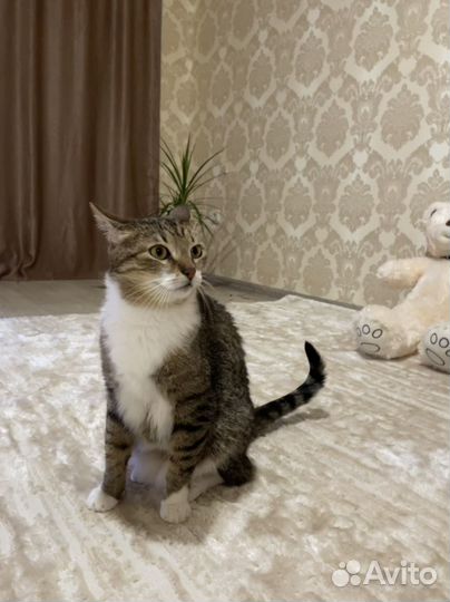 Кот в добрые руки