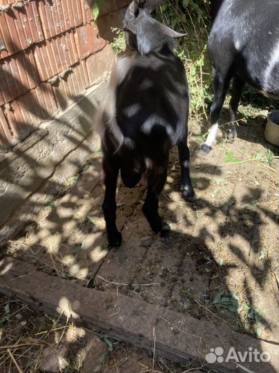 Коза нубийская