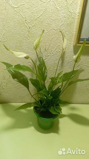 Спатифиллум Шопен