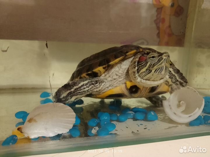 Красноухая черепаха бесплатно с аквариумом