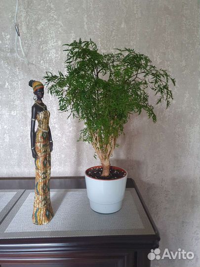 Полисциас кучерявый (укорен. черенки)