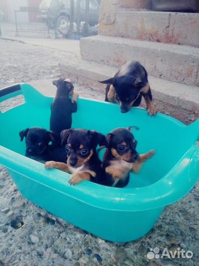 Мини той-терьер