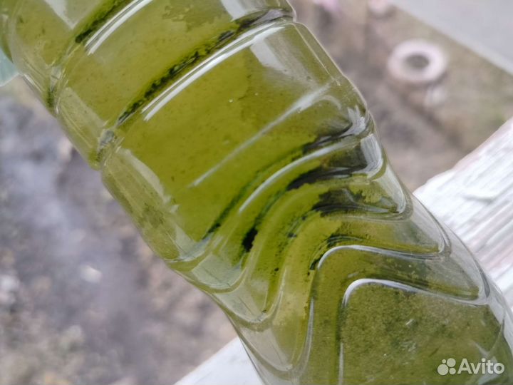 Трентеполия водоросли, удобрение, корм