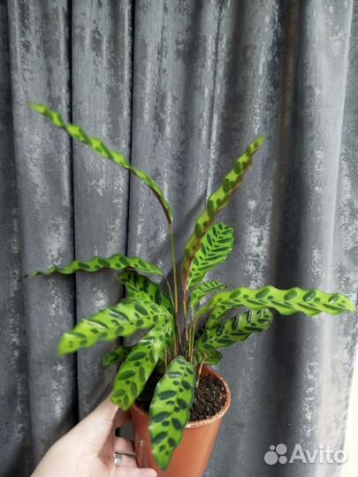 Калатея Лансифолия