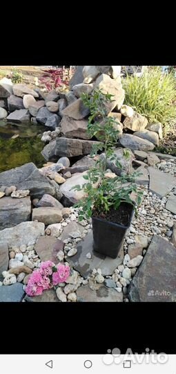 Роза плетистая