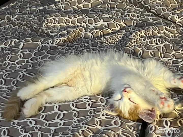 Кошка в дар бесплатно