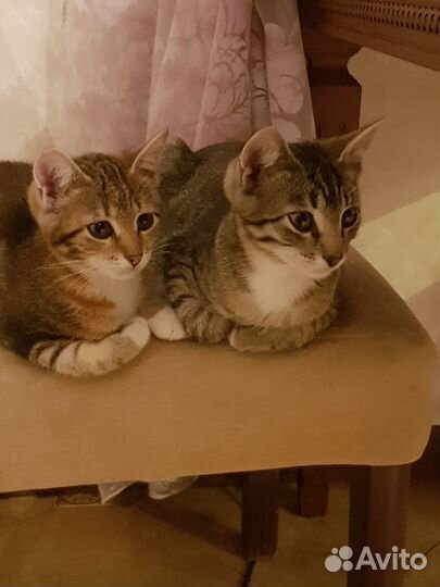 Кошка в дар бесплатно