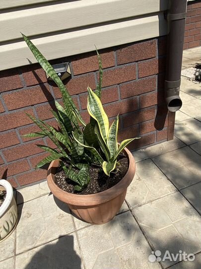 Патио, Сансевиерия,большой горшок