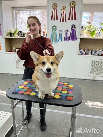 Вельш-корги пемброк вязка Карманова