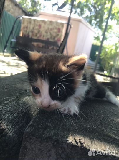 Трехцветный котенок