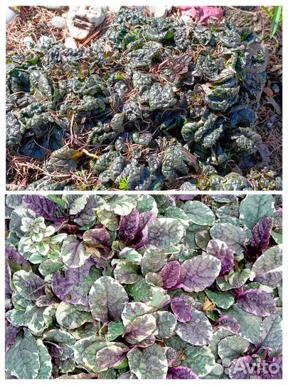 Садовые многолетники